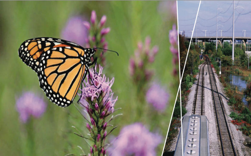 Nationwide CCAA for Monarch Butterfly on Energy and Transportation Lands 